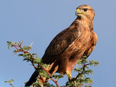 Winged Wonders: Bird Watching at Eagle Falls